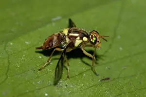 Tephritidae: 80188561 Fruit Fly - on leaf Klungkung, Bali, Indonesia