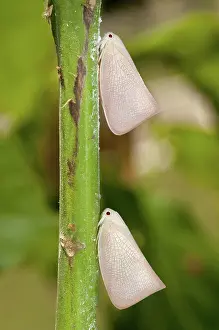 Planthopper: 80188562 Planthoppers - pair camouflaged on plant