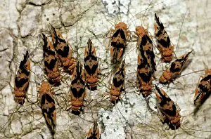 Lice: 80188563 Bark Lice / Booklouse on tree Klungkung