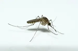Mosquito: 80188565 Mosquito - with cysts (a parasitic ciliate