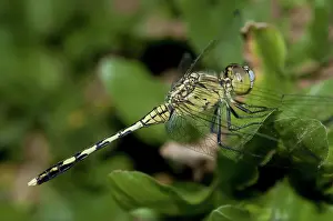 Anisoptera: 80188566 Dragonfly Klungkung, Bali, Indonesia Odonata
