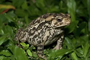 Bufo: 80188568 Toad - on grass Klungkung, Bali, Indonesia