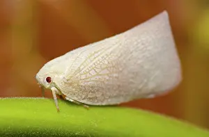 Planthopper: 80188570 Planthopper - camouflaged on plant Klungkung