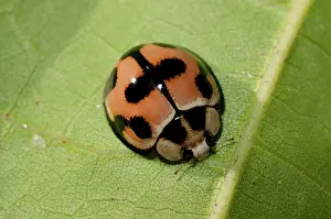Axyridis: 80188571 Harlequin Ladybird - on leaf (becoming