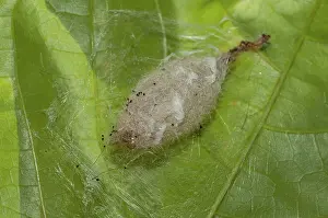 Thread: 80188572 Caterpillar - in cocoon of silk threads