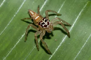 Salticidae: 80188573 Jumping Spider - female on leaf Klungkung