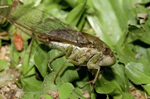 Cicadidae: 80188574 Cicada - in grass Klungkung, Bali, Indonesia