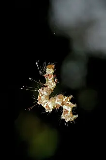 Thread: 80188579 Caterpillar - with long hairs for protection
