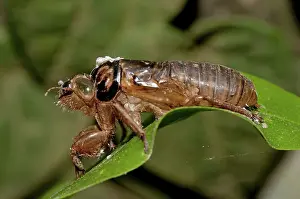 Exuviae: 80188581 Cicada - moulted exoskeleton (exuviae)