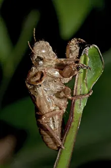 Exuviae: 80188582 Cicada - moulted exoskeleton (exuviae)