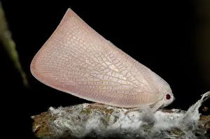 Planthopper: 80188591 Planthopper - camouflaged on plant Klungkung