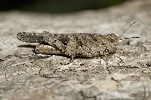 Orthoptera: 80188593 Grasshopper Klungkung, Bali, Indonesia