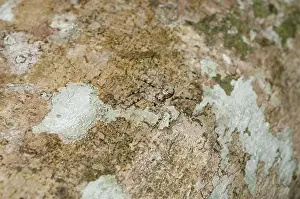 Salticidae: 80188596 Jumping Spider - camouflaged on tree bark