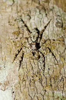 Salticidae: 80188597 Jumping Spider - camouflaged on tree bark