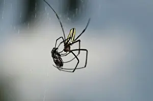 Nephila: 80188598 Golden Weaver Spider - with Fly (Diptera