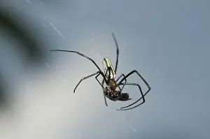 Nephila: 80188599 Golden Weaver Spider - with Fly (Diptera