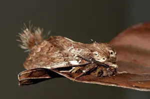 Tufts: 80188601 Prominent Moth - with unusual tufts Klungkung