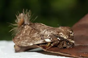 Tufts: 80188602 Prominent Moth - with unusual tufts Klungkung