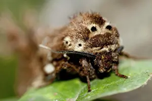 Tufts: 80188604 Prominent Moth - with unusual tufts Klungkung