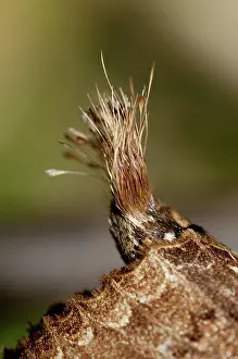 Tufts: 80188605 Prominent Moth - unusual tufts Klungkung