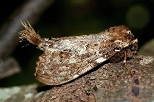 Tufts: 80188606 Prominent Moth - with unusual tufts Klungkung