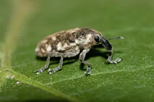 Curculionoidea: 80188607 Weevil - on leaf Klungkung, Bali, Indonesia
