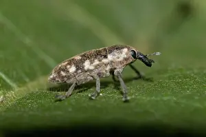 Curculionoidea: 80188608 Weevil - on leaf Klungkung, Bali, Indonesia