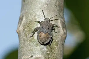 Stink: 80188609 Stink Bug - on tree trunk Klungkung, Bali