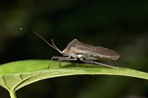 Coreidae: 80188610 Leaf-footed Bug - on leaf Klungkung, Bali