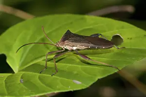 Coreidae: 80188611 Leaf-footed Bug - on leaf Klungkung, Bali