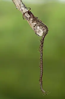 Attacked: 80188612 Soil Centipede - being attacked by Ants