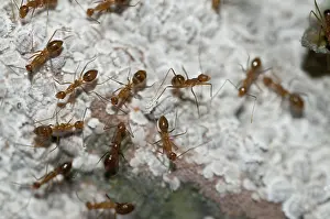 Malvaceae: 80188614 Black Ants - guarding white Mealybugs