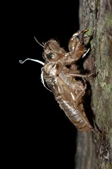 Exuviae: 80188615 Cicada - moulted exoskeleton (exuviae)