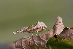Shades: 80188617 Angle Shades Moth - on leaf Cornwall, UK