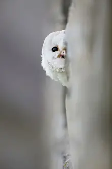Peeping: 80188620 Barn Owl - peeping out by tree Wales, UK