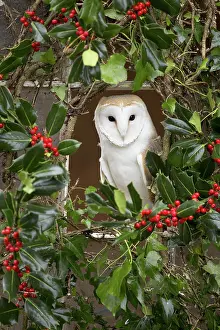 Holly: 80188621 Barn Owl - at window with Holly Cornwall