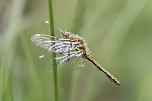 Darter: 80188625 Black Darter Dragonfly - immature male
