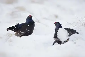Lekking: 80188626 Black Grouse - males lekking in snow Scotland