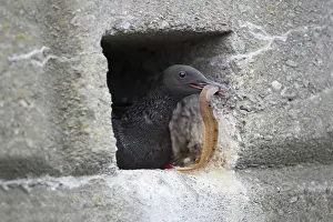 Guillemot: 80188627 Black Guillemot - with fish prey at nest