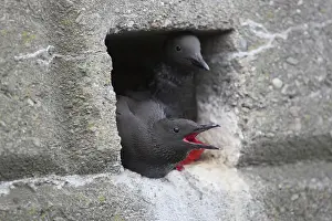 Guillemots: 80188628 Black Guillemots - at nest in harbour wall