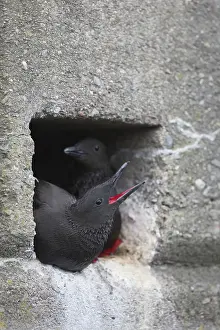 Guillemot: 80188629 Black Guillemot - pair at nest in harbour