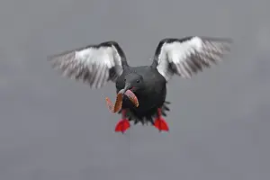 Guillemot: 80188630 Black Guillemot - in flight carrying Butterfish