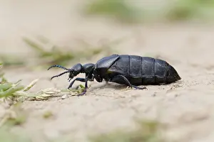 Meloe: 80188631 Black Oil Beetle Cornwall, UK Meloe proscarabaeus