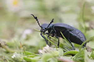 Meloe: 80188632 Black Oil Beetle Cornwall, UK Meloe proscarabaeus