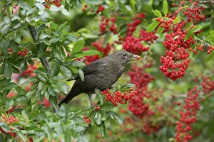 Pyracantha: 80188633 Blackbird - female eating Pyracantha berries