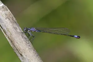 Viola: 80188634 Blue Tailed Damselfly - immature female