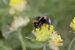 Bombus: 80188635 Buff-Tailed Bumble Bee Cornwall, UK Bombus