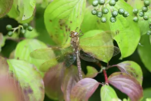 Hawker: 80188645 Brown Hawker Dragonfly - male Cornwall