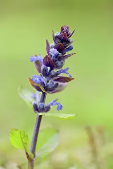 Grow: 80188650 Bugle Flower Cornwall, UK Ajuga reptans