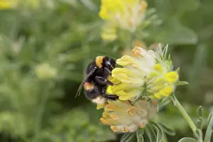 Bombus: 80188651 Bumble Bee Cornwall, UK Bombus terrestris